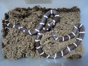 Königsnatter, Kettennatter, Schlangen, Nattern