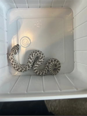 Hakennasennatter Axanthic 100% het Albino Tausch möglich