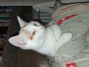 Die kleine sucht immer noch ein neues Zuhause 