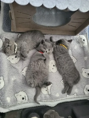 Zwei blaue BKH-Mädchen suchen noch ihr großes Glück!