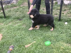 Altdeutsche Schäferhund Welpen