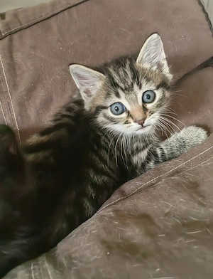 Süße Kätzchen  Bild 2