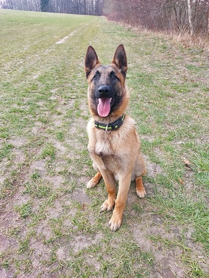 Malinois Rüde  mit FCI Ahnentafel