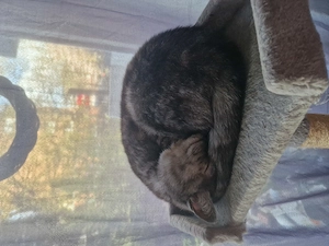 Liebe volles Katzen Weibcheh abzugeben 