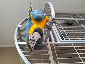 Ara Papagei abzugeben 