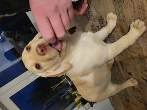reinrassige labradorwelpen Bild 3
