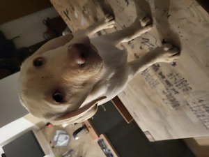 reinrassige labradorwelpen Bild 7