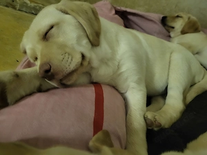 reinrassige labradorwelpen Bild 5