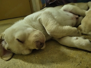 reinrassige labradorwelpen Bild 4