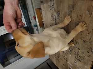 reinrassige labradorwelpen