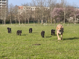 Broholmer Cane Corso Mischlinge 