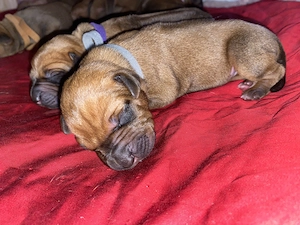 Rodesian Ridgeback Welpen