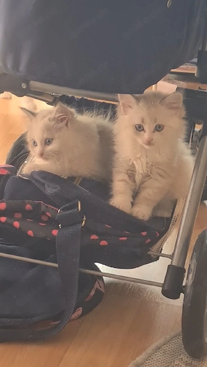 Reinrassigen Kätzchen "Newa-Masquarade"