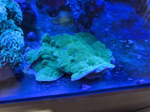 Montipora superman zum verschenken