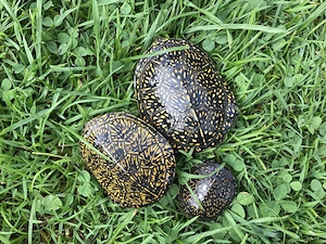 Europäische Sumpfschildkröten Emys orbicularis