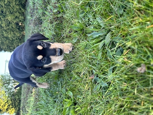 4 Husky-Mix Welpen abzugeben 