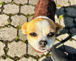 7 Jahre alte hündin sucht zuhause 