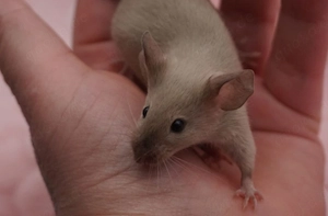 4 Farbmausmädels abzugeben