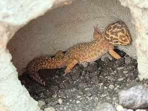 Leopardgecko Weibchen 0,1 von 2025 
