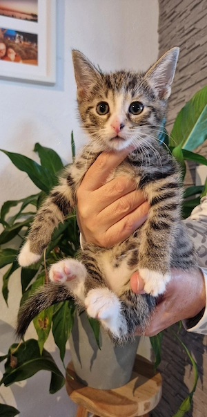 Süße Haus- und Hofkitten Bild 2