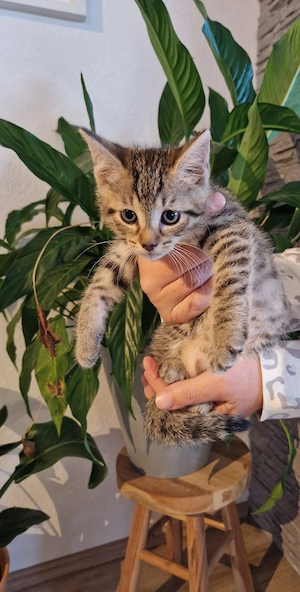 Süße Haus- und Hofkitten