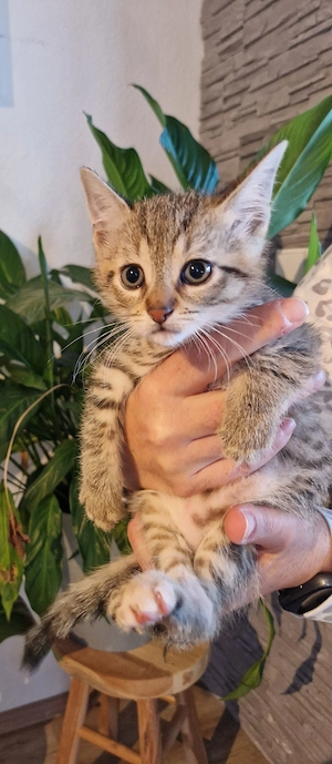 Süße Haus- und Hofkitten Bild 3