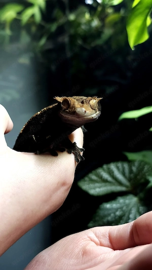 Correlophus ciliatus Kronengecko 