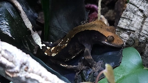 Correlophus ciliatus Kronengecko Cappuccino