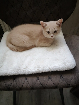 Wir zwei BKH Jungs, geb.am 05.01.2026, suchen ein liebevolles zuhausez