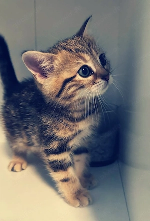 BKH Kitten Bärchen 