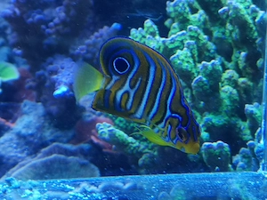 Gelbbauch Pfauenkaiser aus Nachzucht