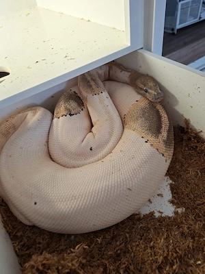 0.1 Königspython GHI Fire Yellow Belly Piebald DNZ 2019