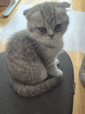 BKH Kitten Finja sucht ein neues Zuhause
