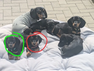 Dackelwelpen Kurzhaar