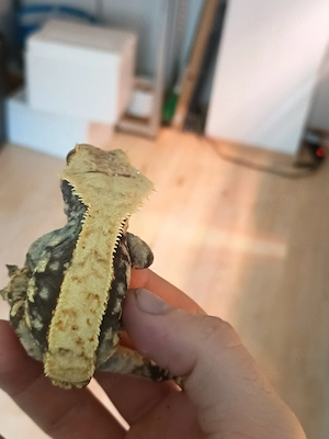 Kronengecko Harlequin Flame weiblich 0.1