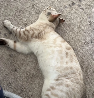 Snow Bengal Kater blauäugig & verspielt sucht neues Zuhause