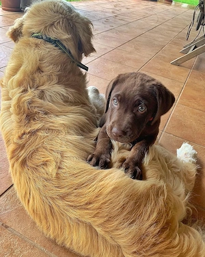 Labrador-Rüde sucht neues Zuhause