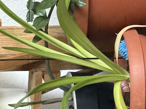 SIE gesucht für eine ECHTE, längerfristige Freundschaft (Plus) oder entsprechende Affäre