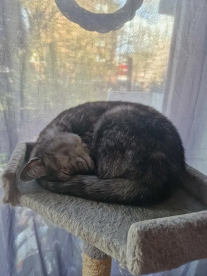 Liebe volles Katzen Weibcheh abzugeben 