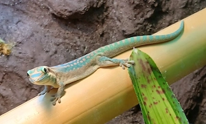 Biete 0.0.4 Phelsuma ornata