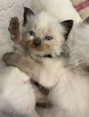 Ragdoll Katzenbabys