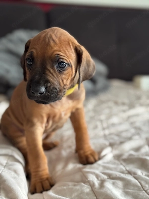 Rhodesian Ridgeback Welpen   reinrassig, 01.03. geboren, 5 Hündinnen & 4 Rüden