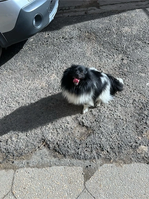 Zwergspitz Deckrüde Bild 2