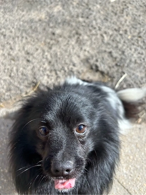 Zwergspitz Deckrüde Bild 3