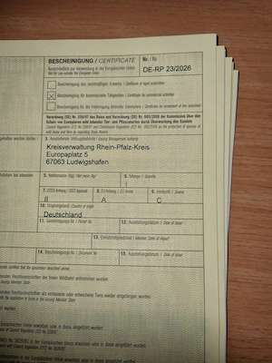 Griechische Landschildkröte