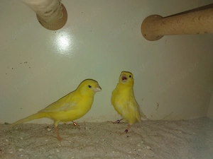 Suche Kanarienvögel und Sittiche 