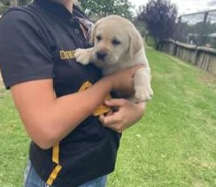    Süßer Labrador Retriever Welpe   Bereit für ein liebevolles Zuhause!   