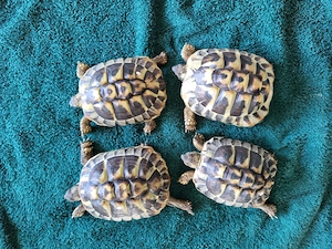 Griechische Landschildkröten aus eigener NZ 2022