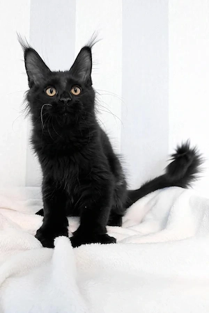 Lackschwarzer Maine Coon Junge 4 Monate Ein kleiner Panther