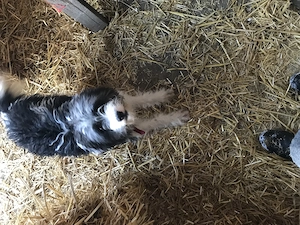 Schöner Mischung weiblich zu verkaufen 